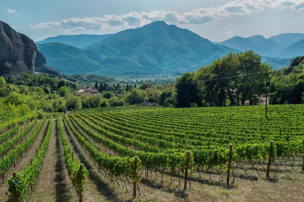 Wine 201: Intro to Greece Thursday August 7 7-8:30 PM