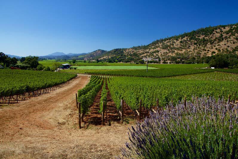Wine 201: Napa Valley Tuesday 1/21 7-8:30 PM