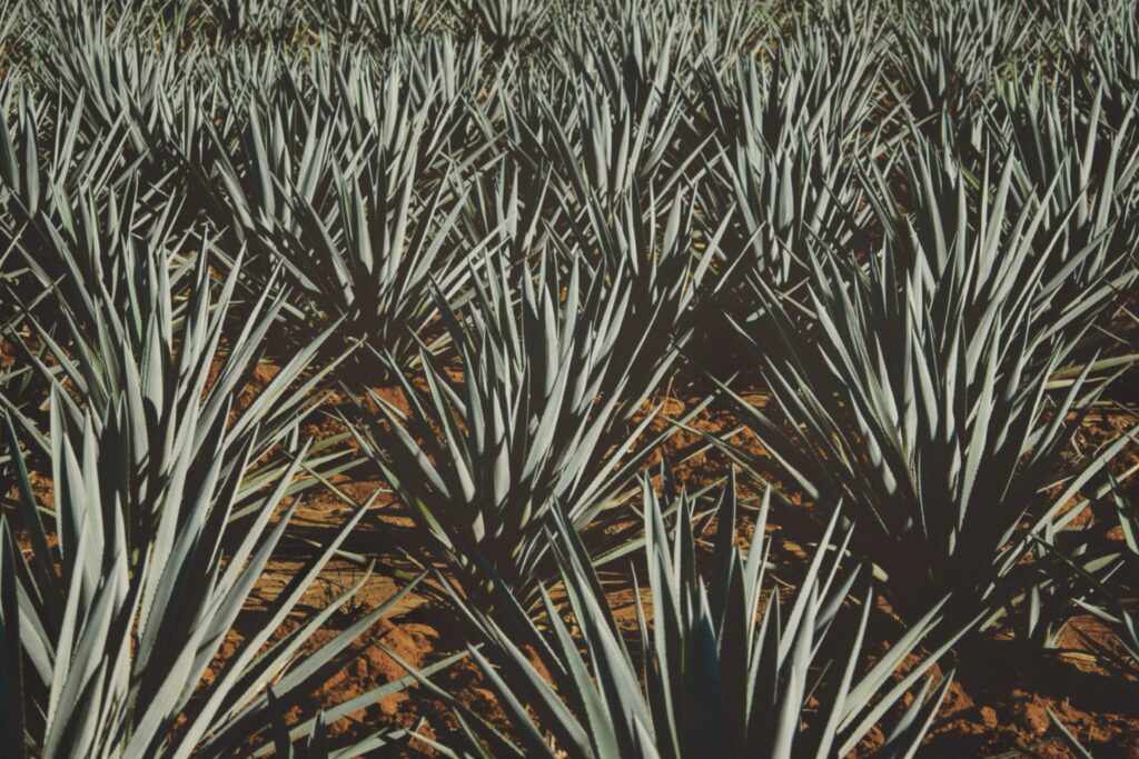 Cactus Club